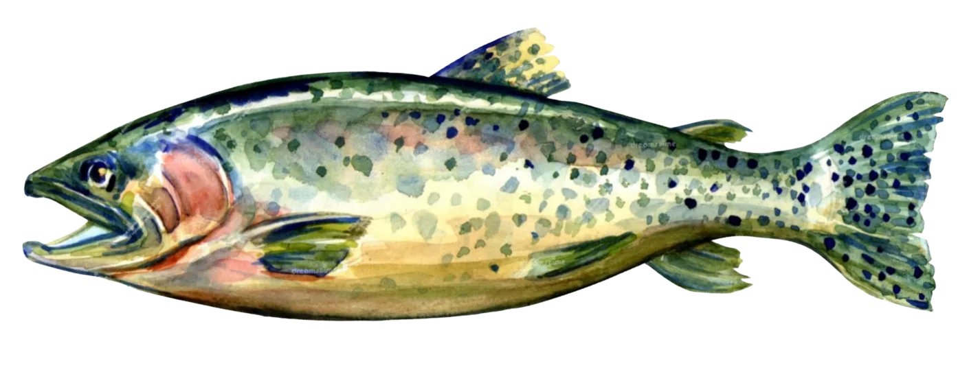 Salmon Fresh Seafood